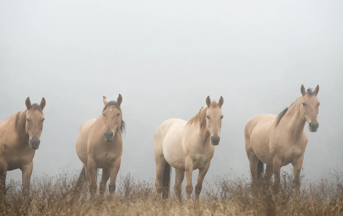 Equine 5789