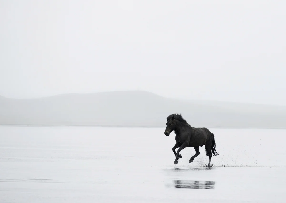 Equine 7563