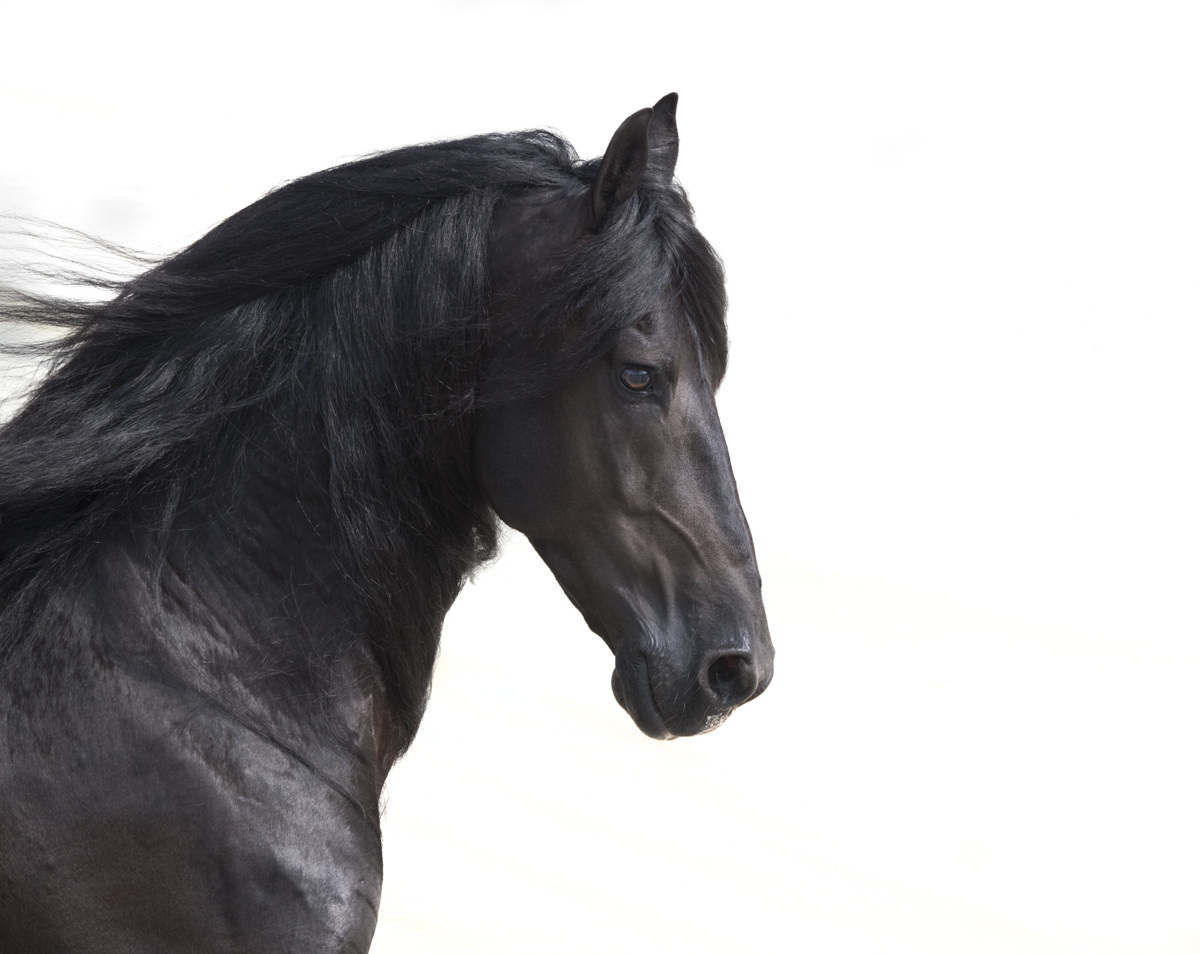 Equine 650