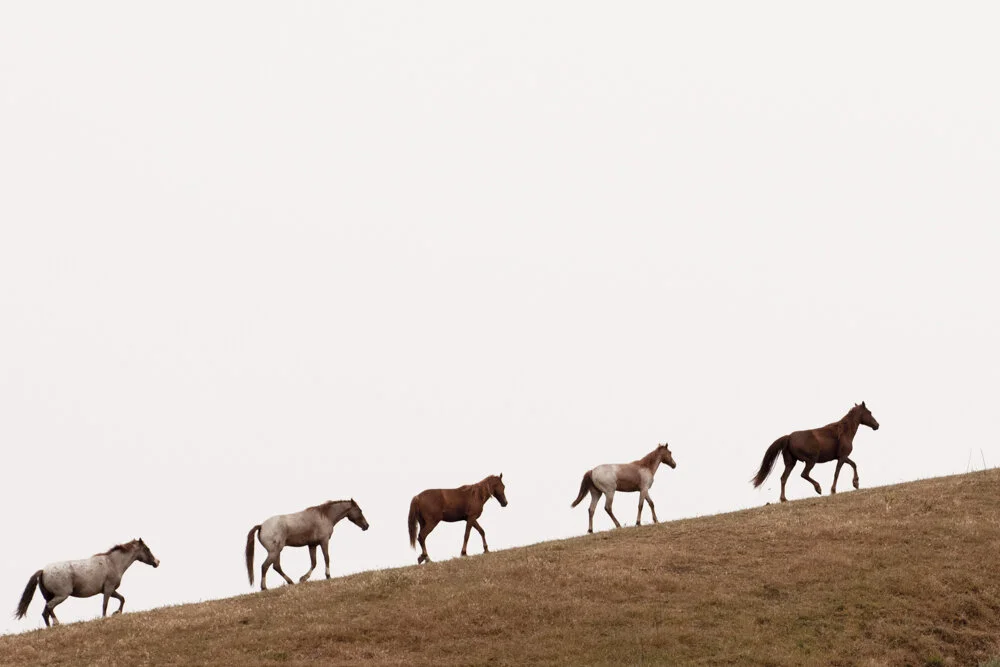 EQUINE 7970