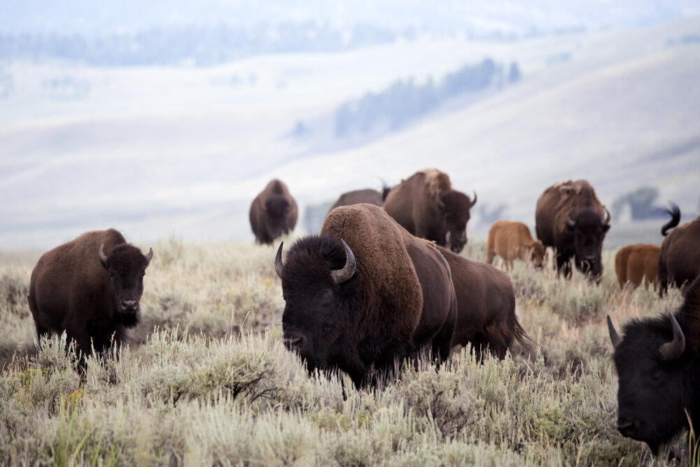 buffalo landscape dw copy-2.jpg