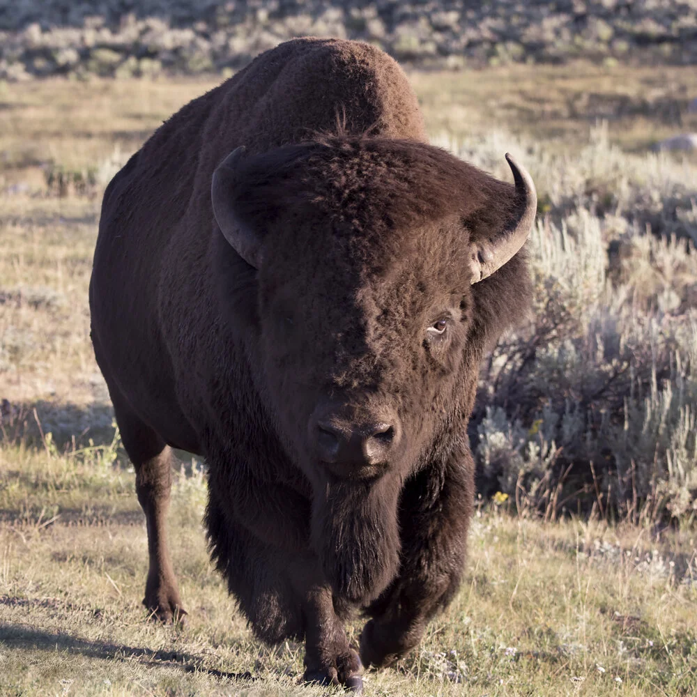 buffalo 72 dw copy-2.jpg