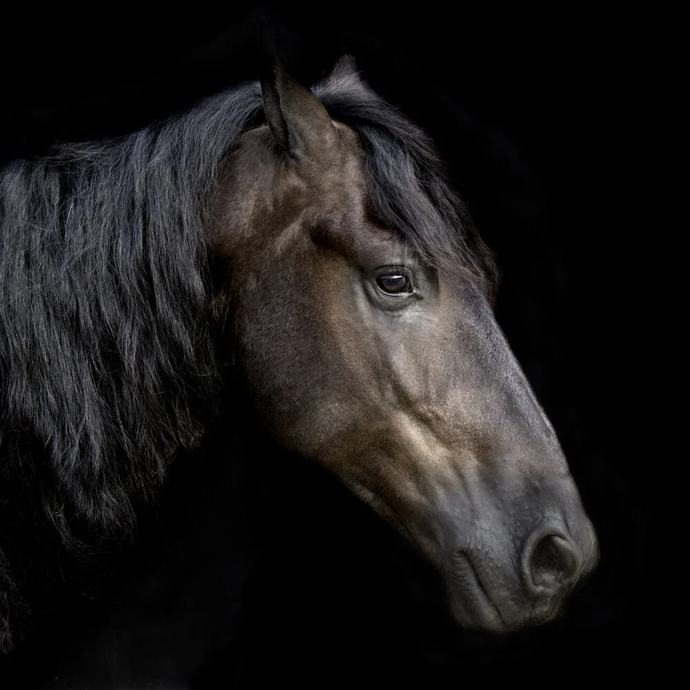 EQUINE 854
