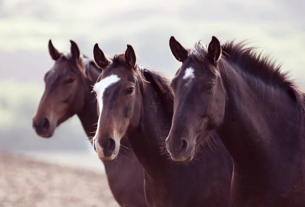 EQUINE 127