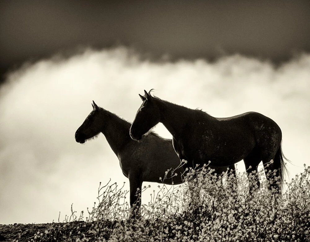 EQUINE 7650