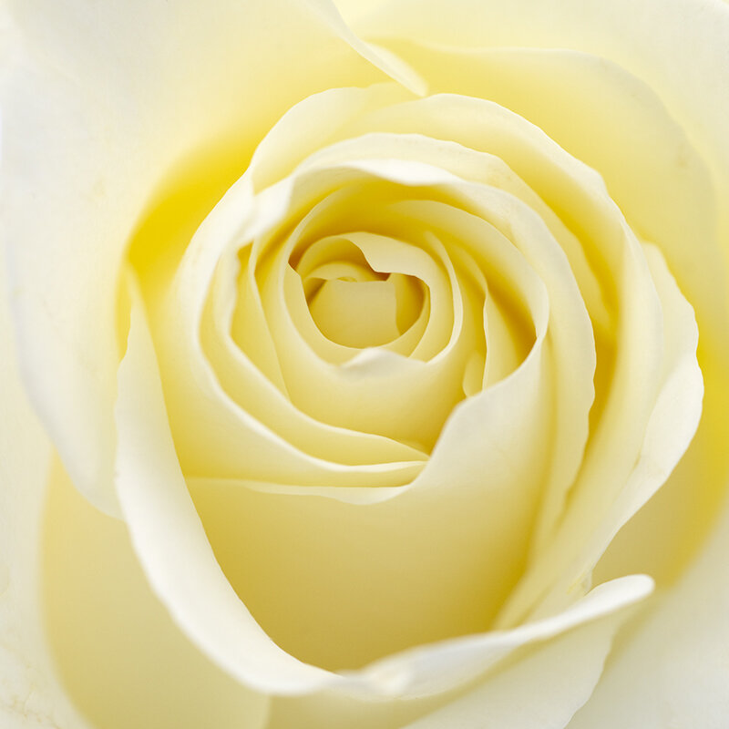 Yellow Rose