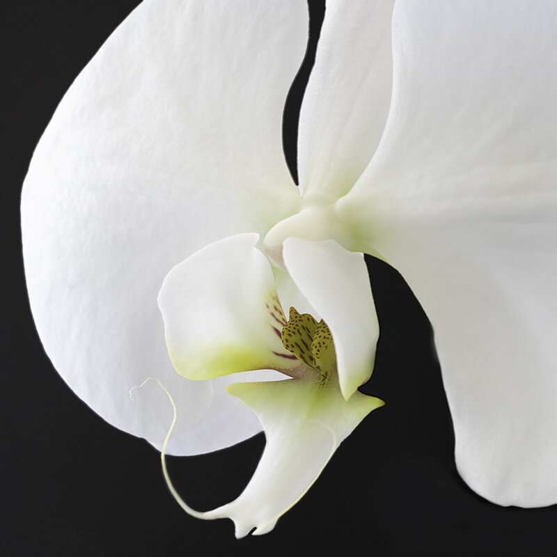 White Orchid 2