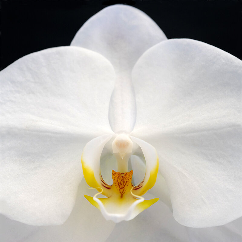 White Orchid 1