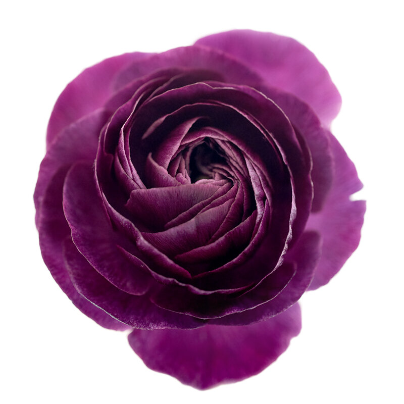 Purple Ranunculus