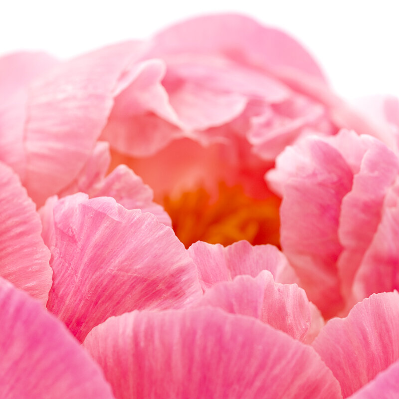 Coral Charm Peony Petals