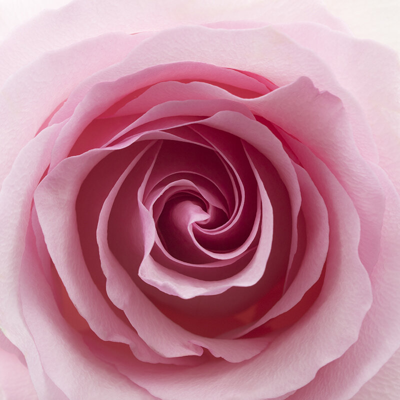 Pink Rose 4