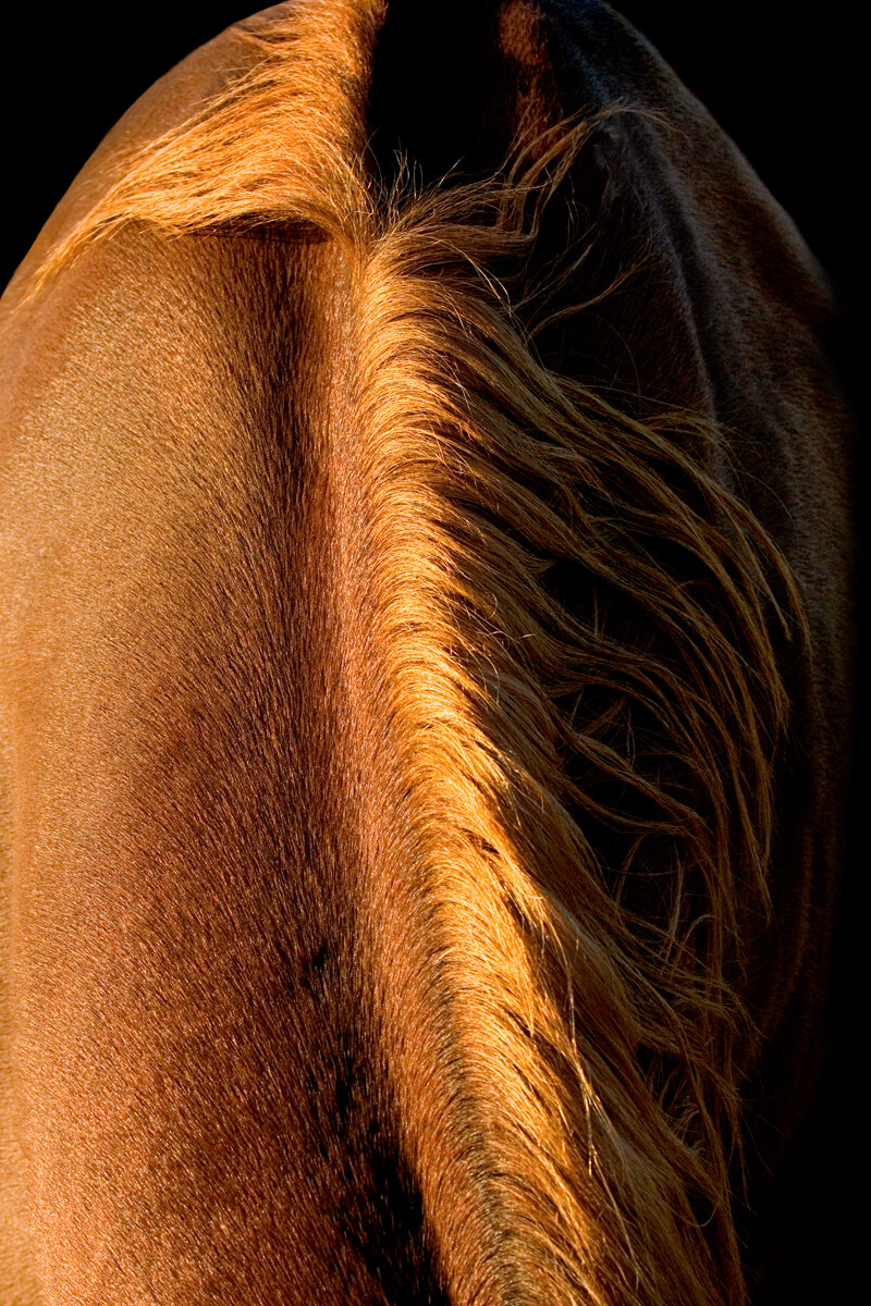 bronzed mane-corrected-58.25x38.25 copy.jpg