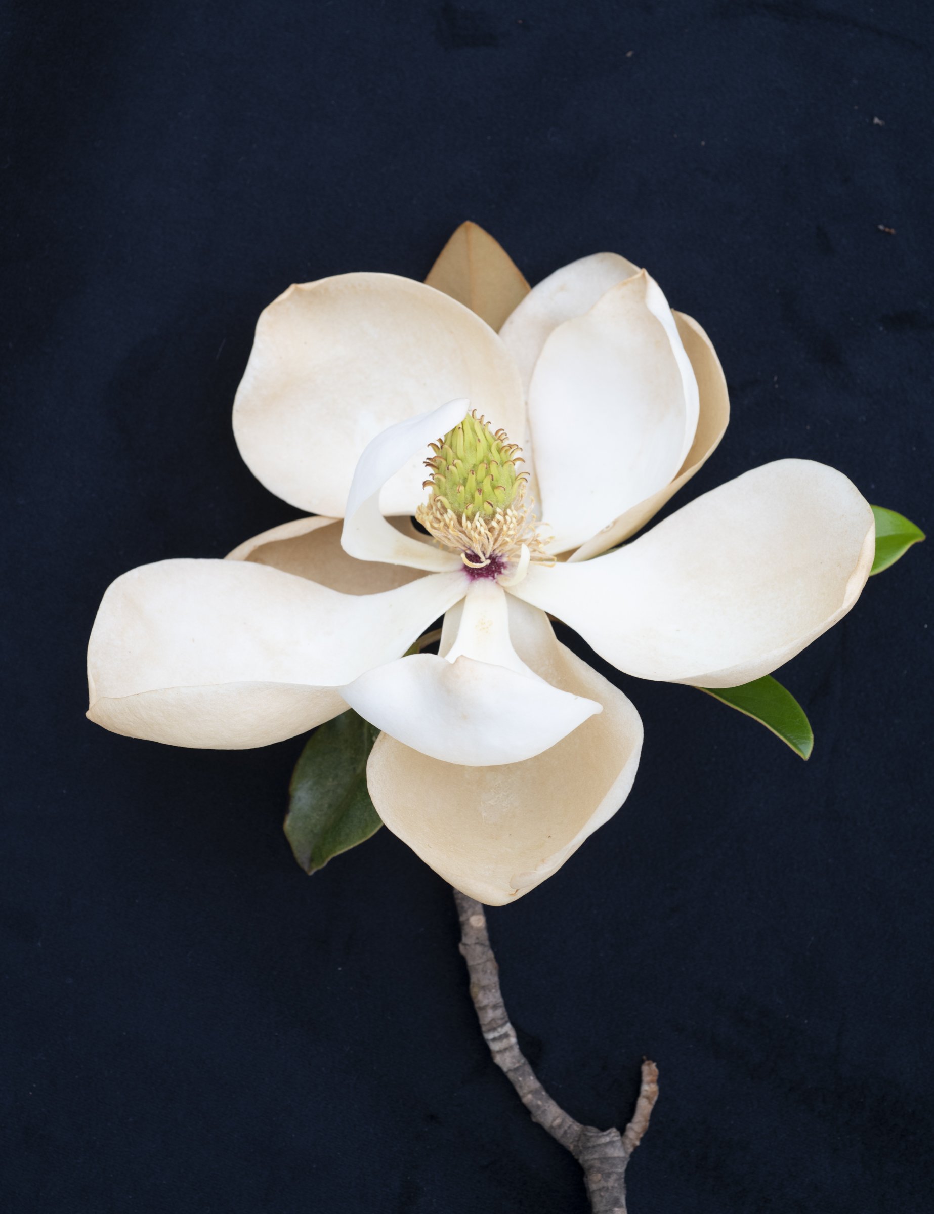 Magnolia 2