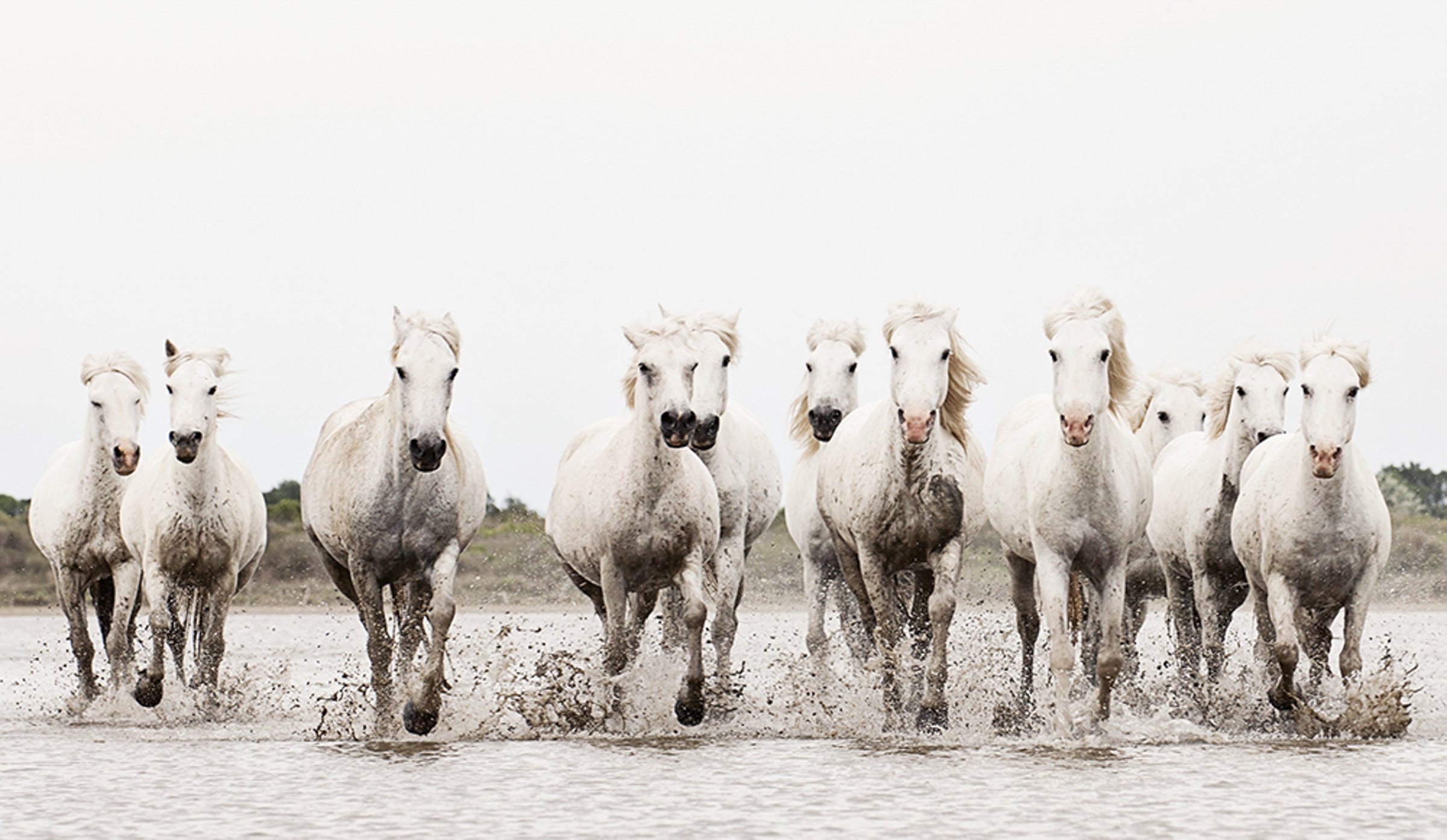 CamargueRun.jpg