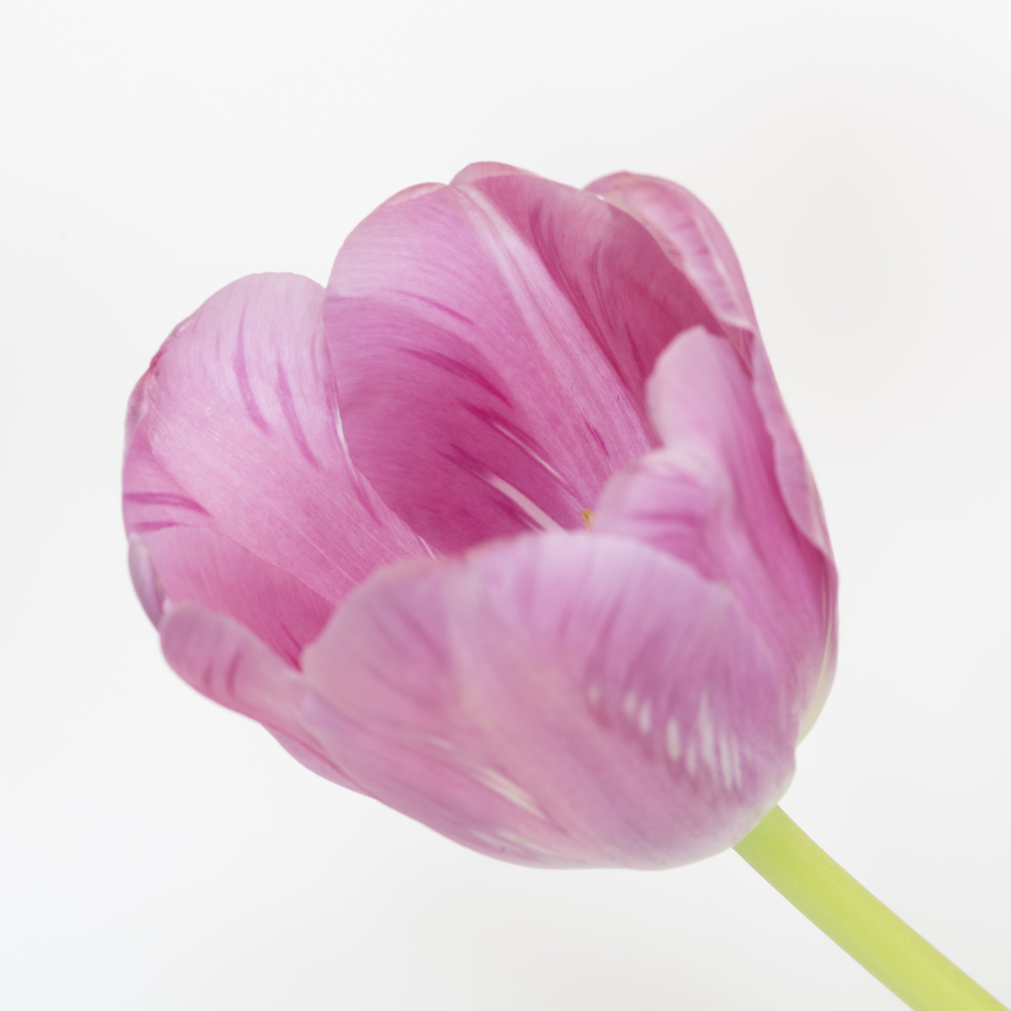 Pink Tulip