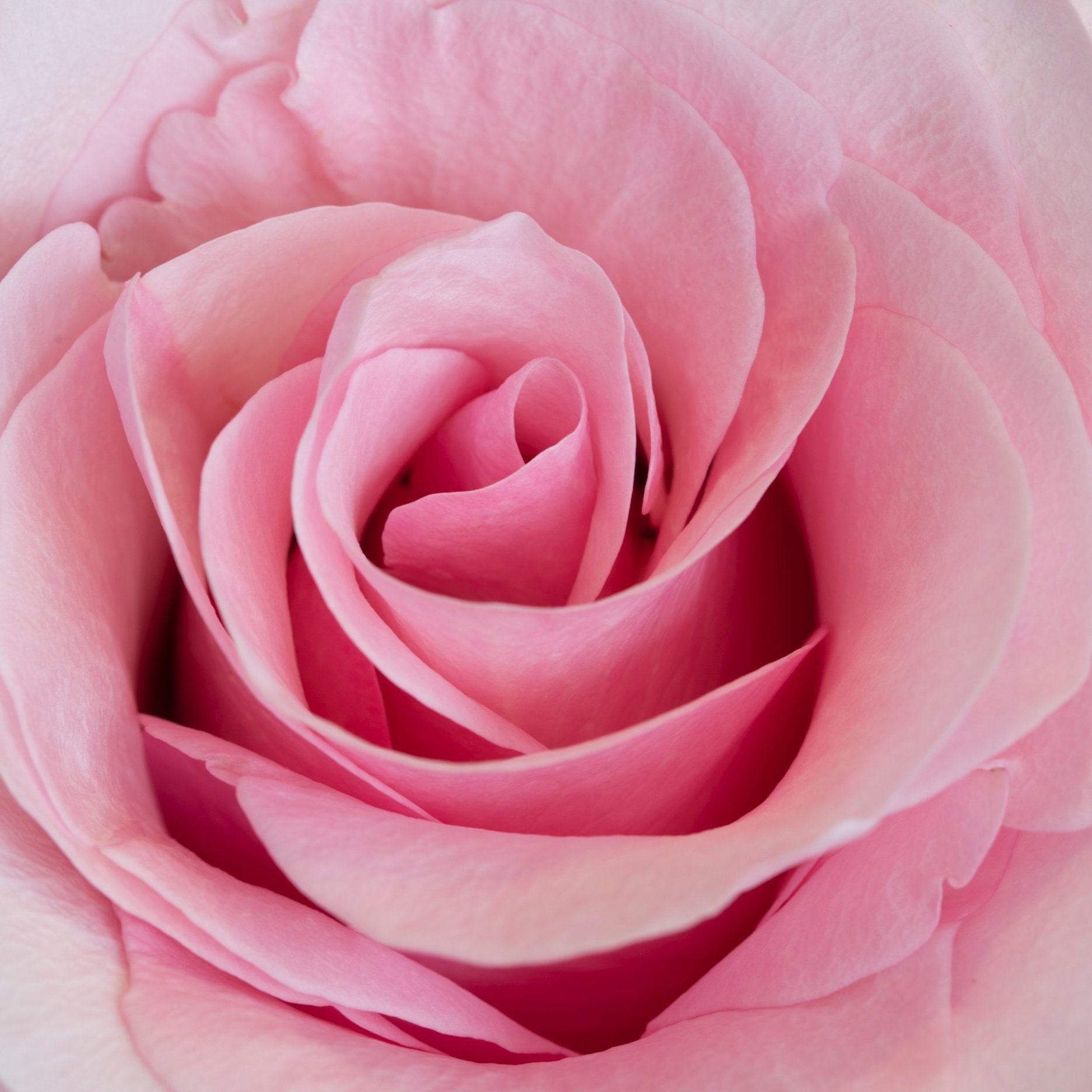 Pink Rose 3