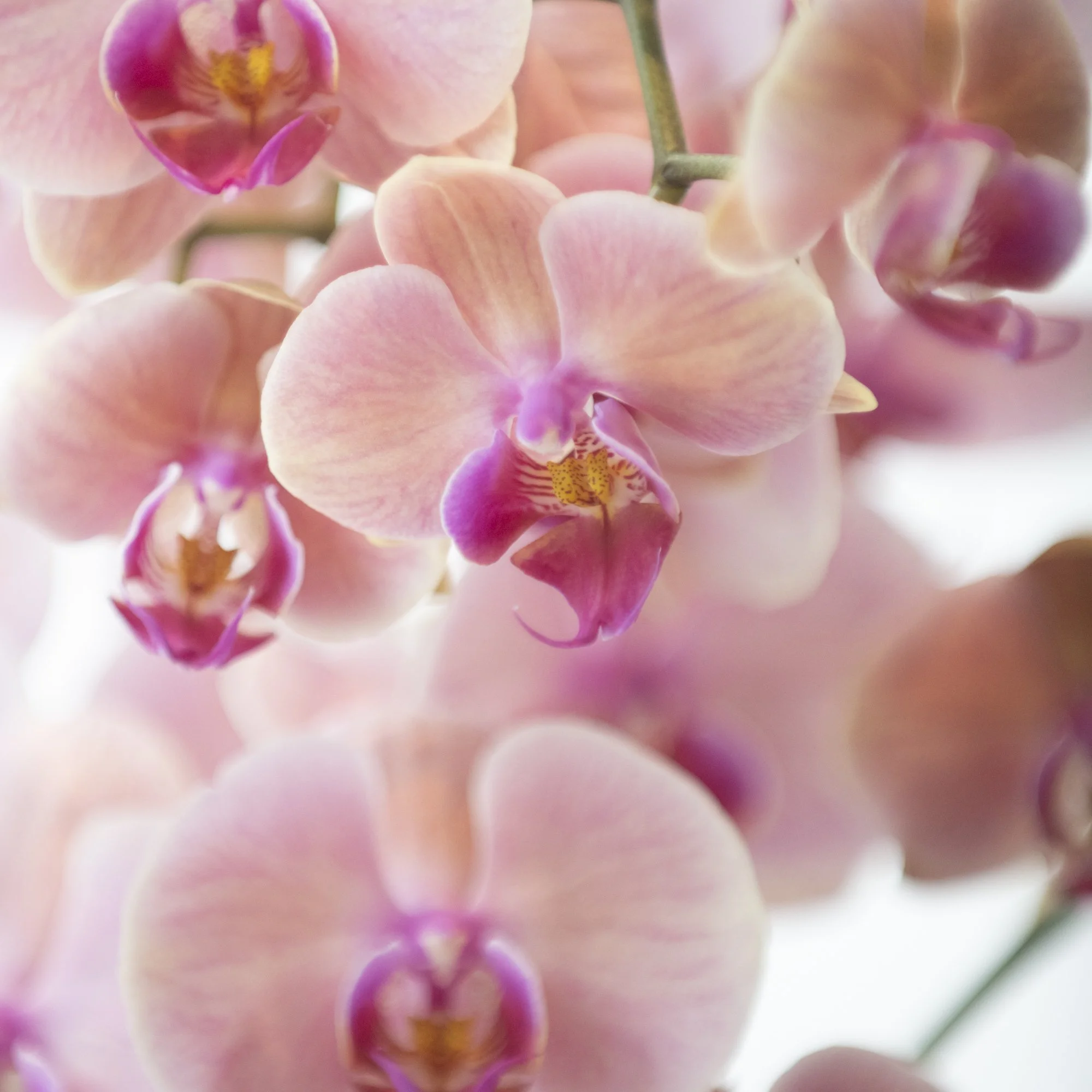 Orchids