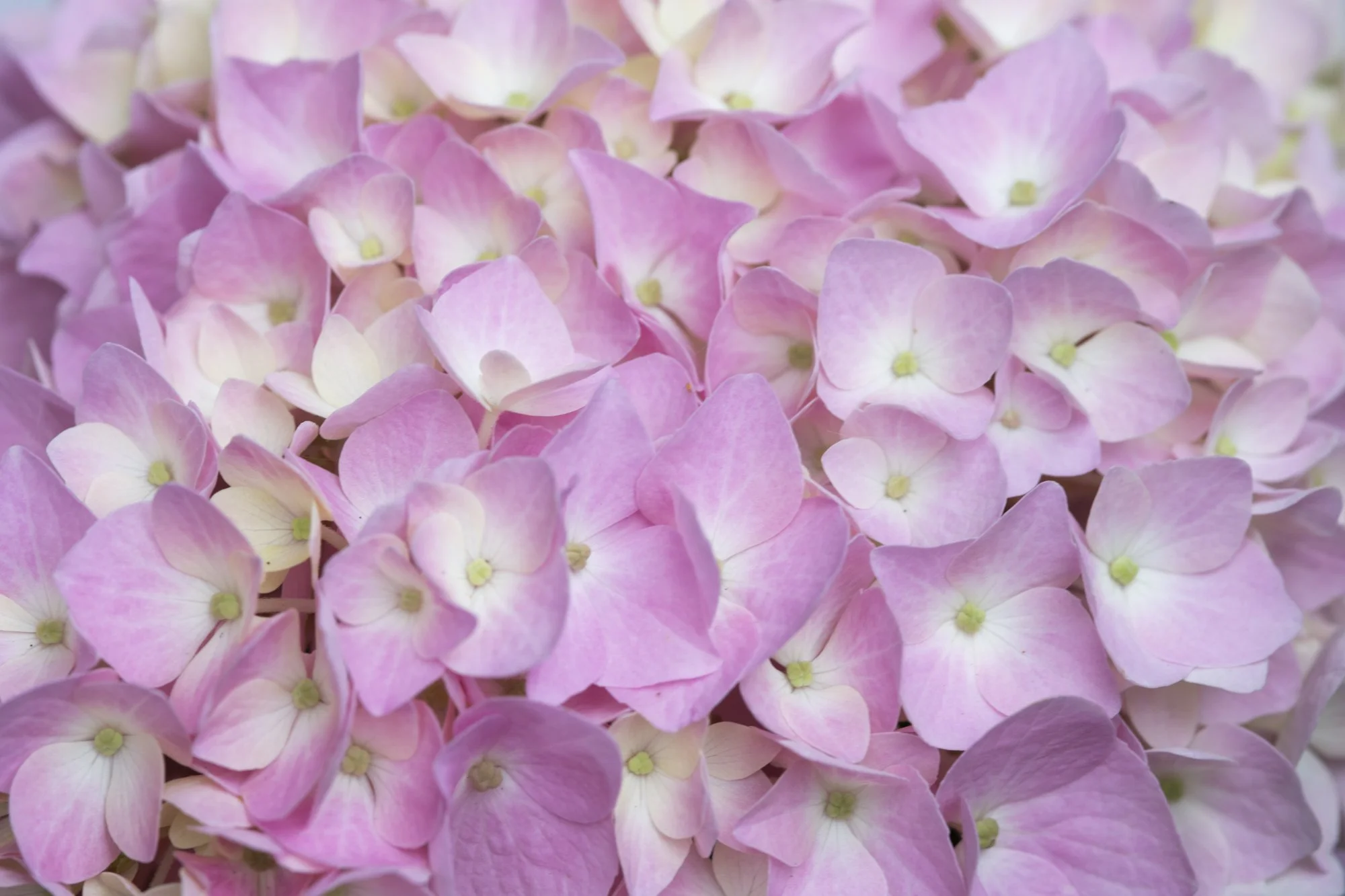 Hydrangea 