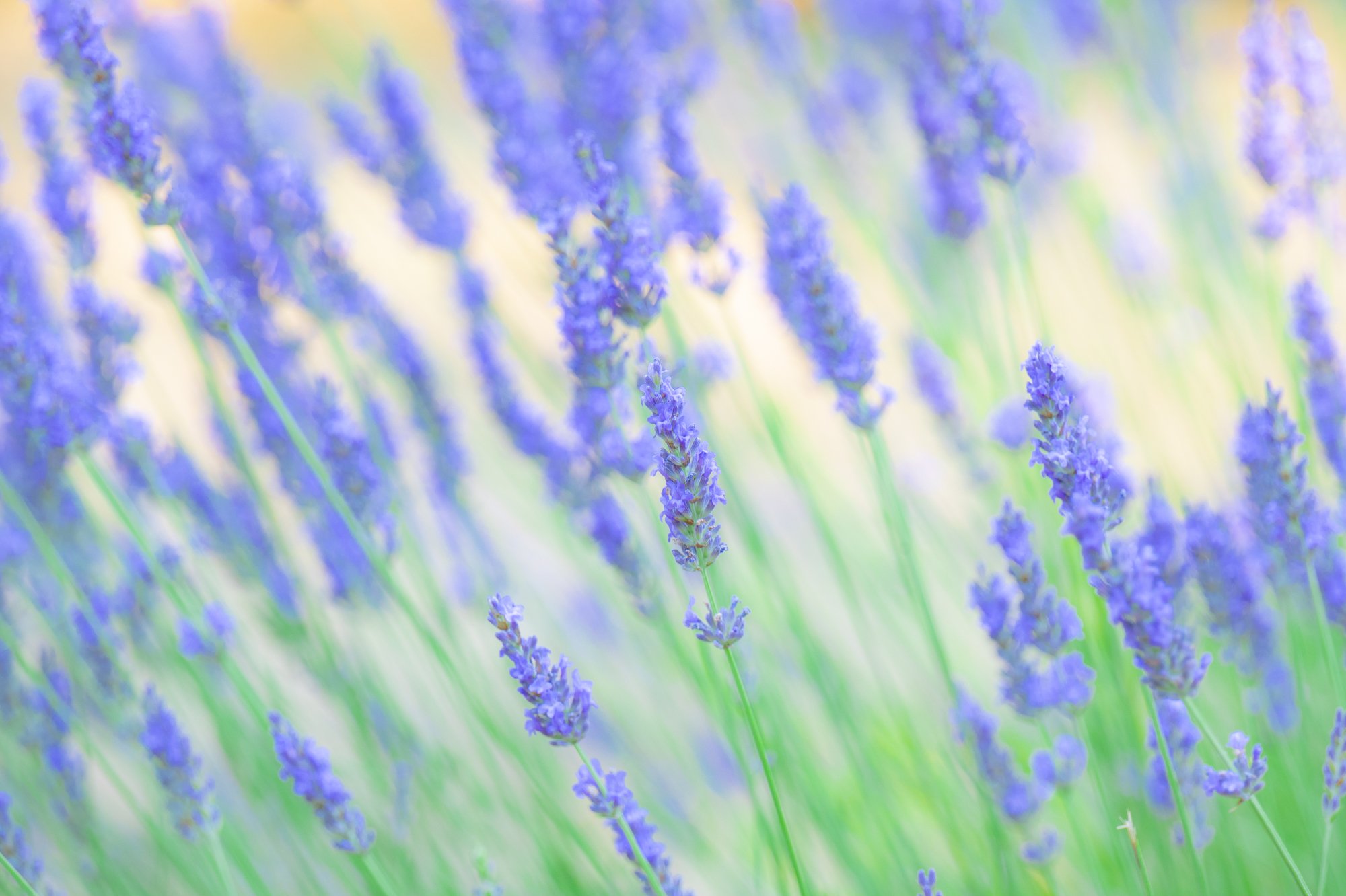Lavender 6030