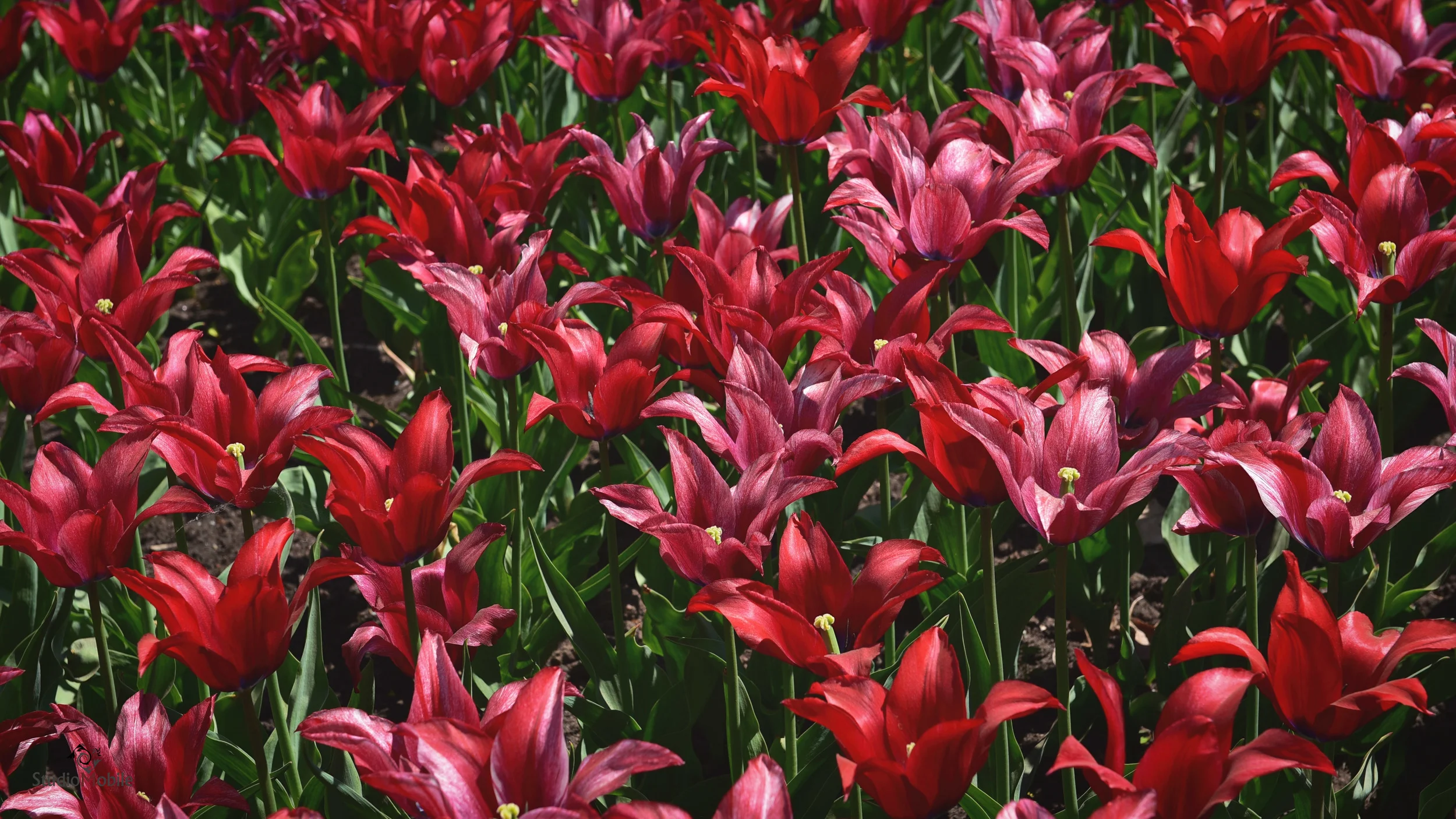 Tulipes Lac Dow17.JPG