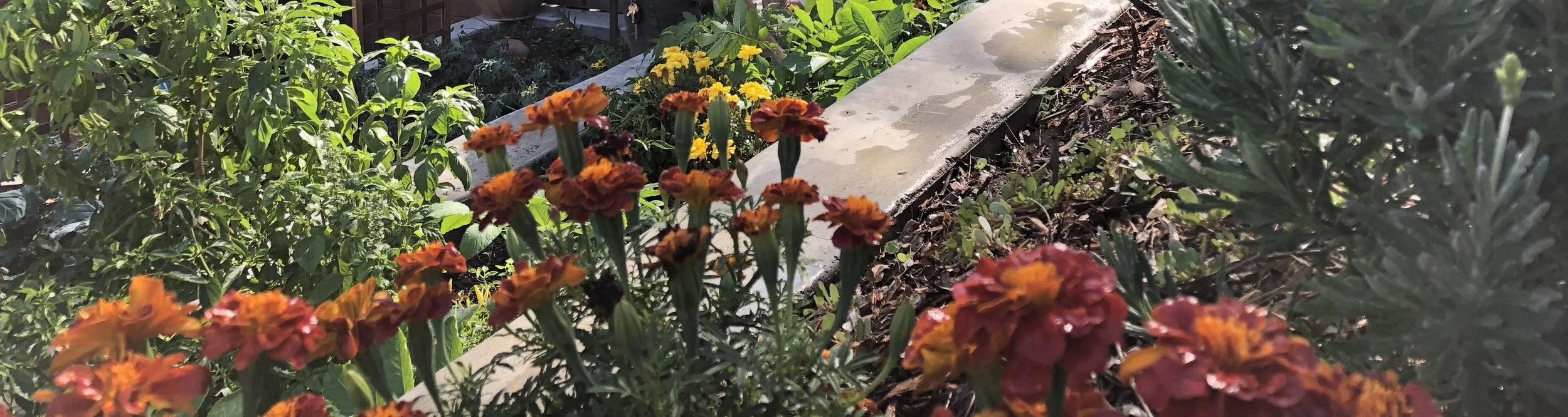 Small Side Garden Boxes.jpg