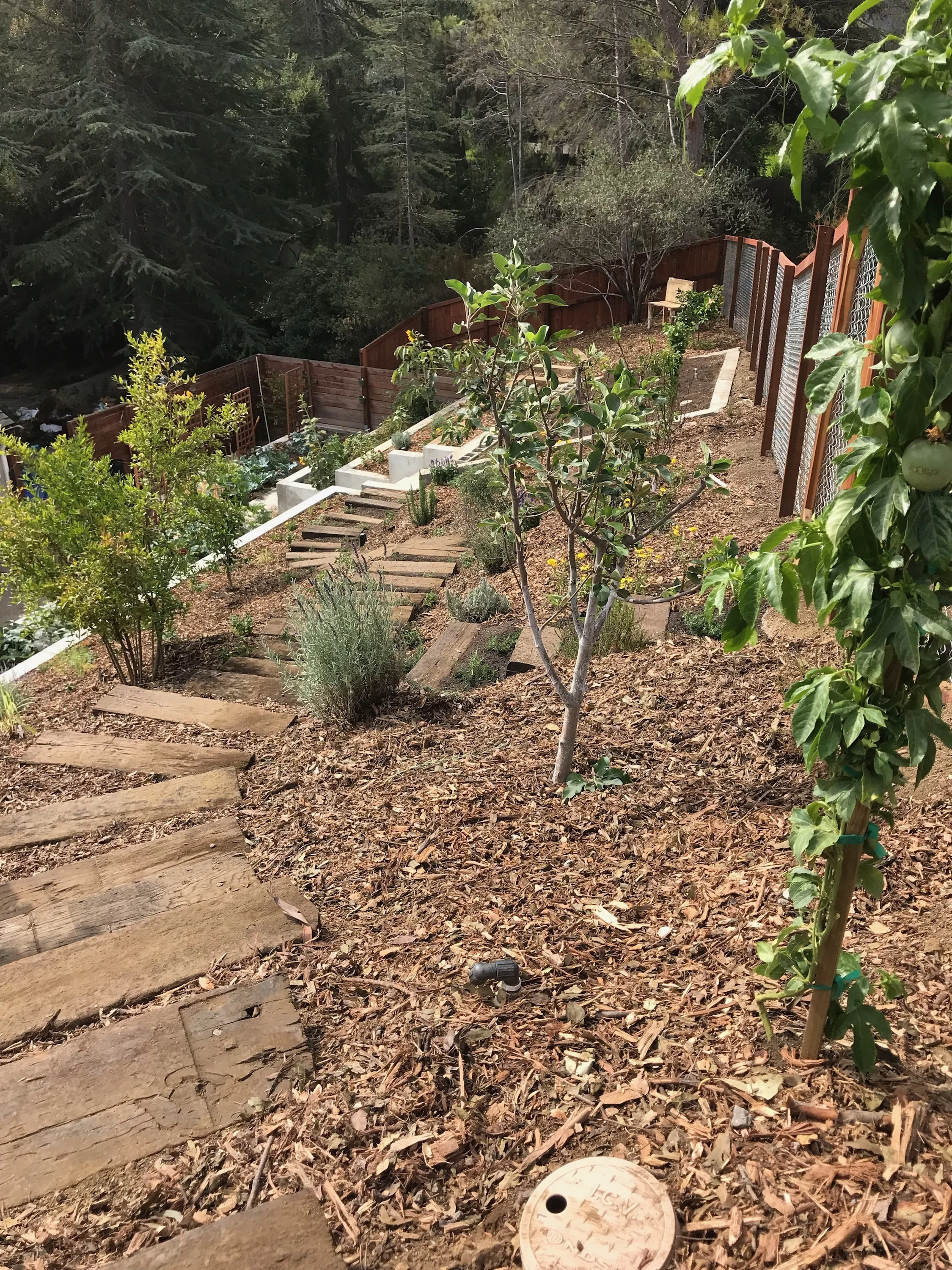 (7/7) Freshly Planted - Another Look