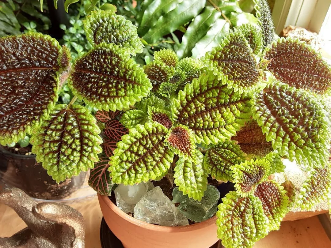 Ophelia's Plant Truck Pop-Up Day 2