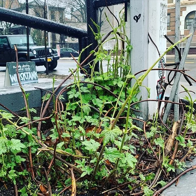 The hops know no quarantine. #goodmorningbrooklyn #whisktank #hops