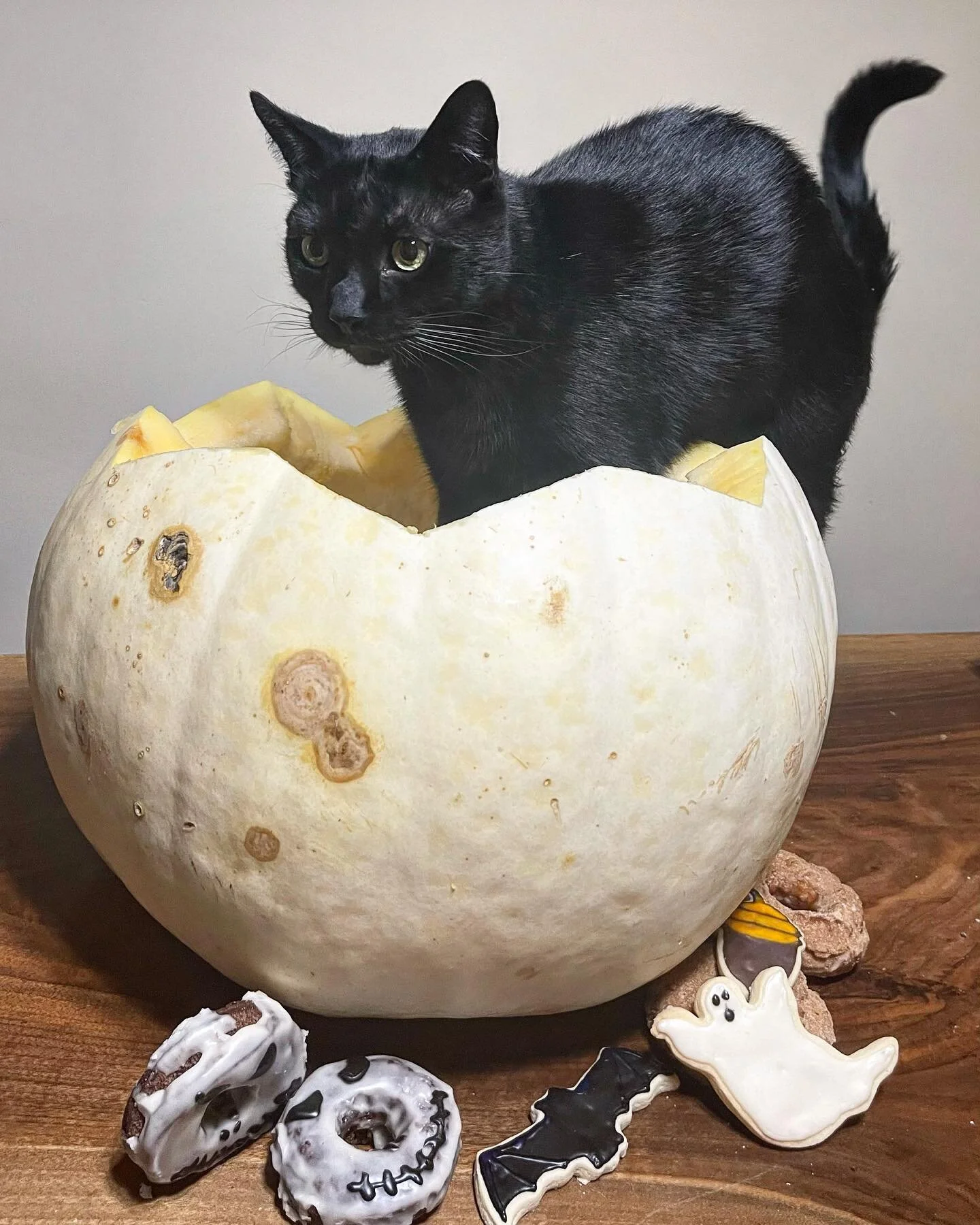 Home — BROOKLYN WHISKERS BAKERY