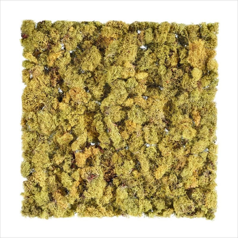 Stephen Galloway Perfect Moss, 2011 LightJet C-Print from scan-based images 30 x 30 inches
