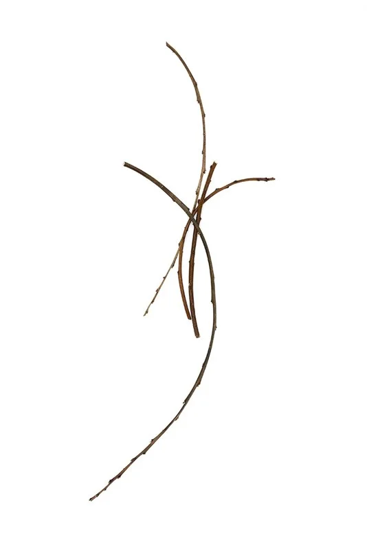 Young Kim Calligraphy 18, 2007 inkjet on rag paper 17 x 14 inches