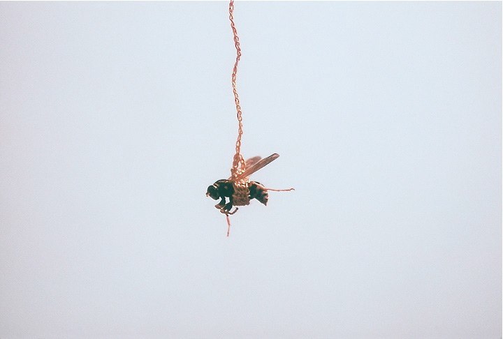 Traugot_Fort-two Wasps detail.jpg