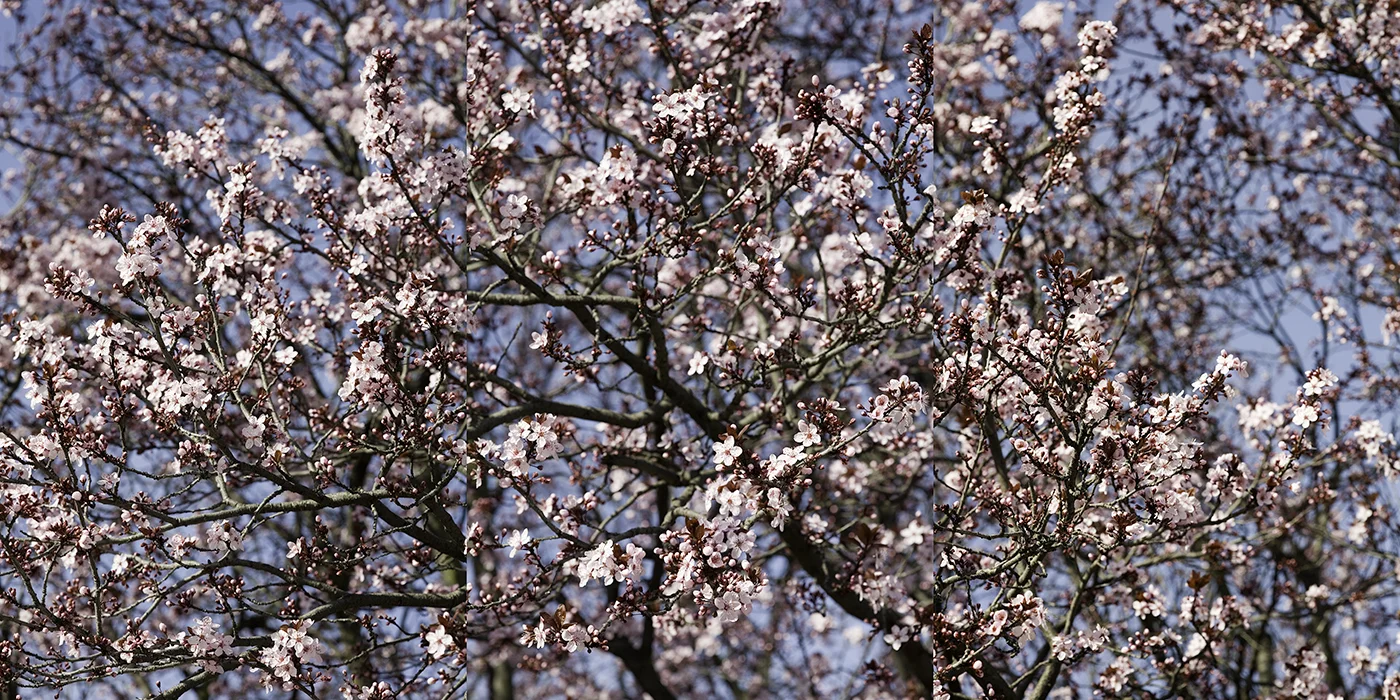 Kistemaker.blossoms 6.jpg