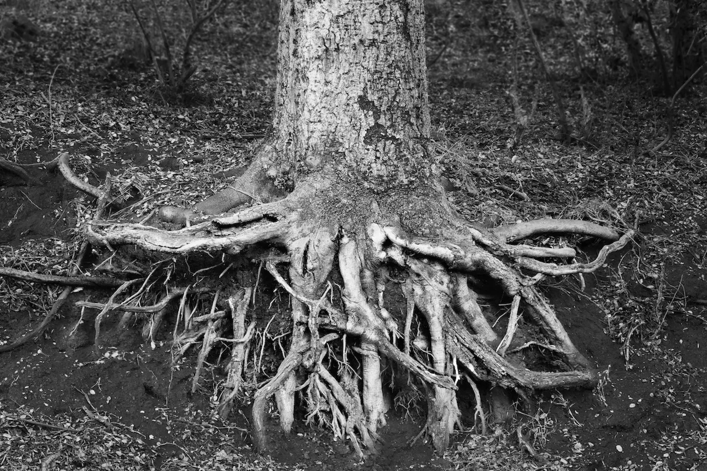 Bird.Bay Laurel Roots.jpeg