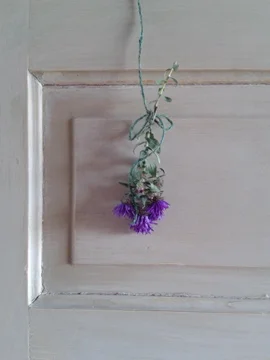 Aster.jpg