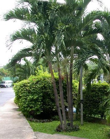The Nursery Caribbean Design Landscape Services Caribbean Design Landscape Services