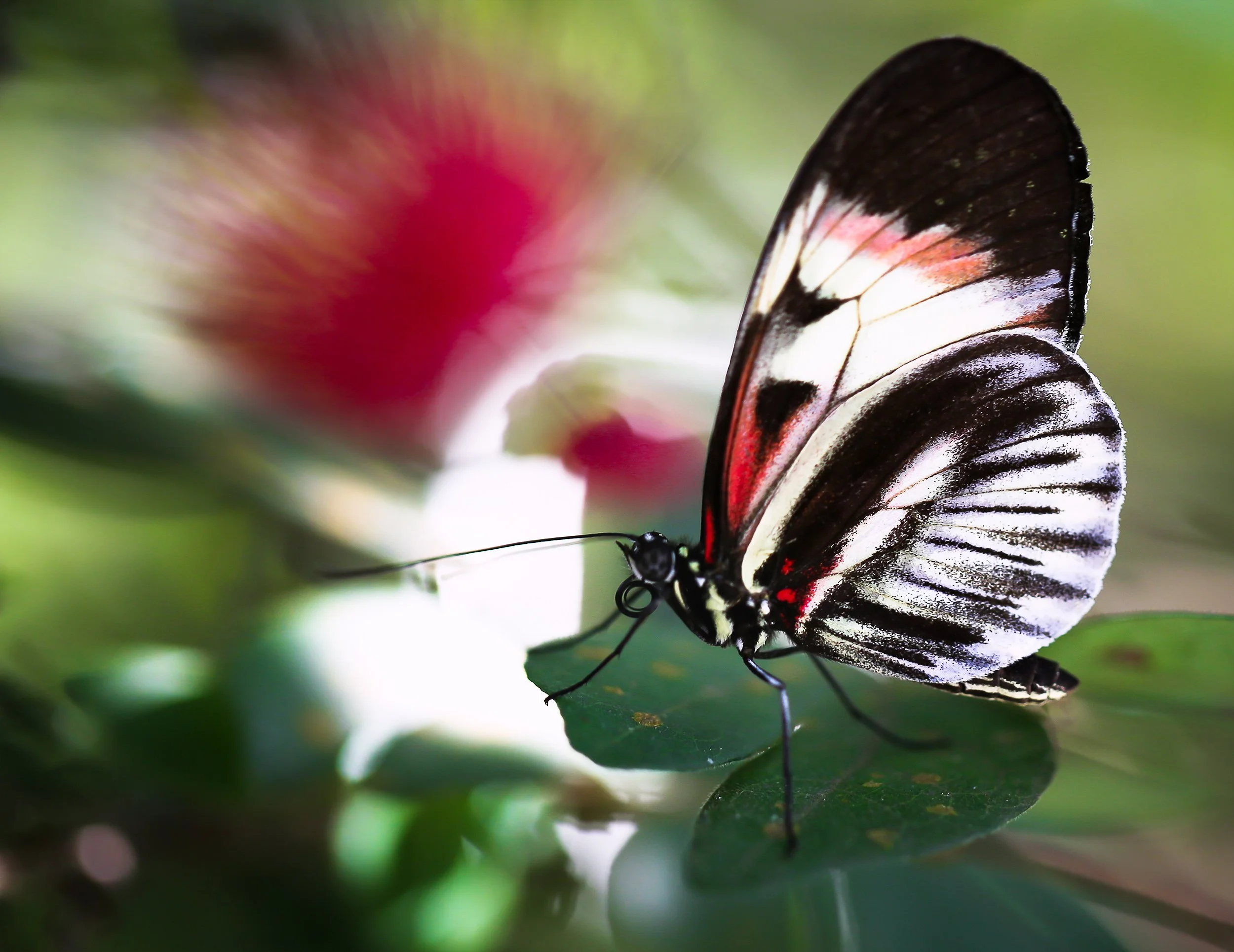 butterfly 3 copy.jpg