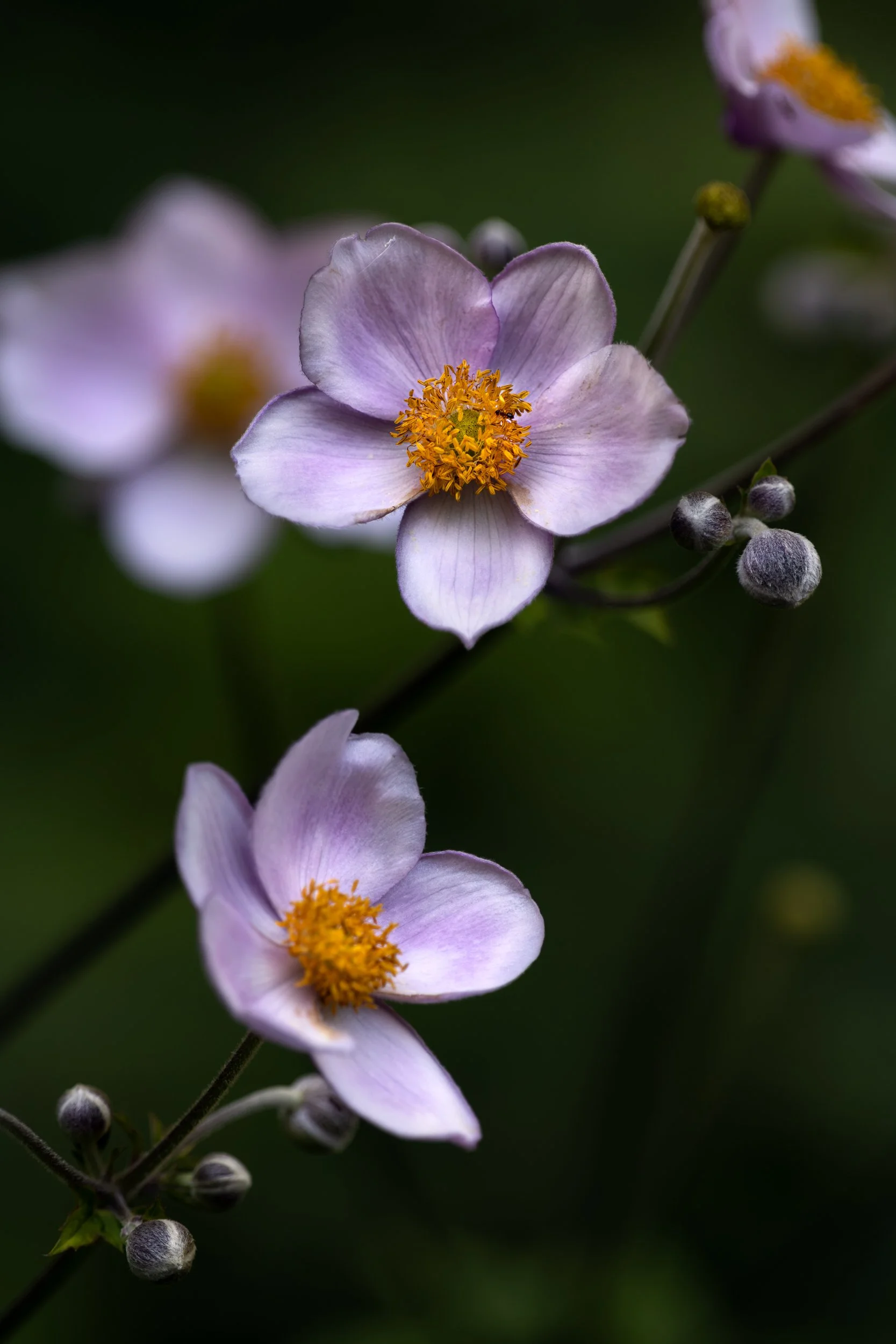 japanese purple flower.JPG