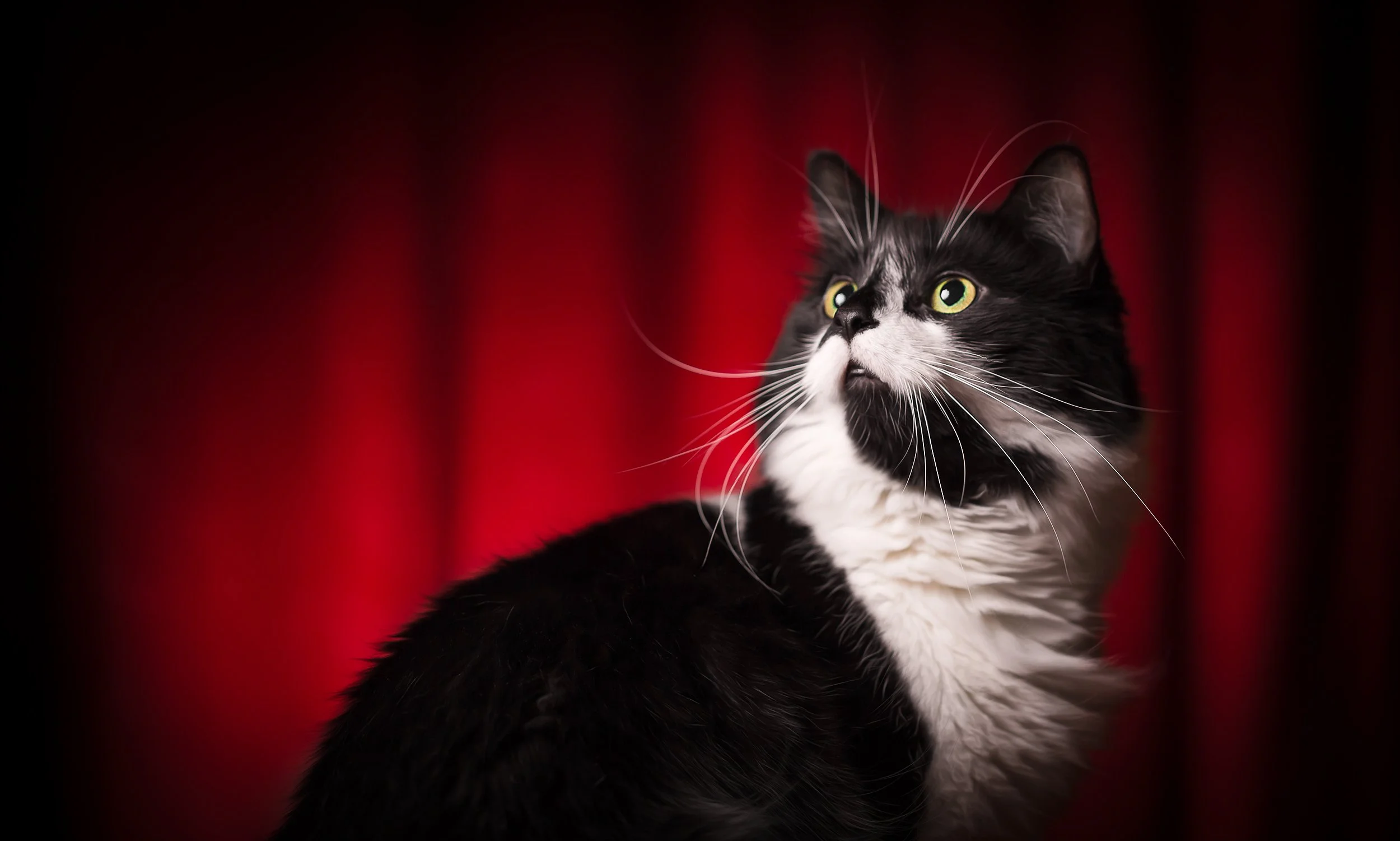 tuffy movie star copy.jpg