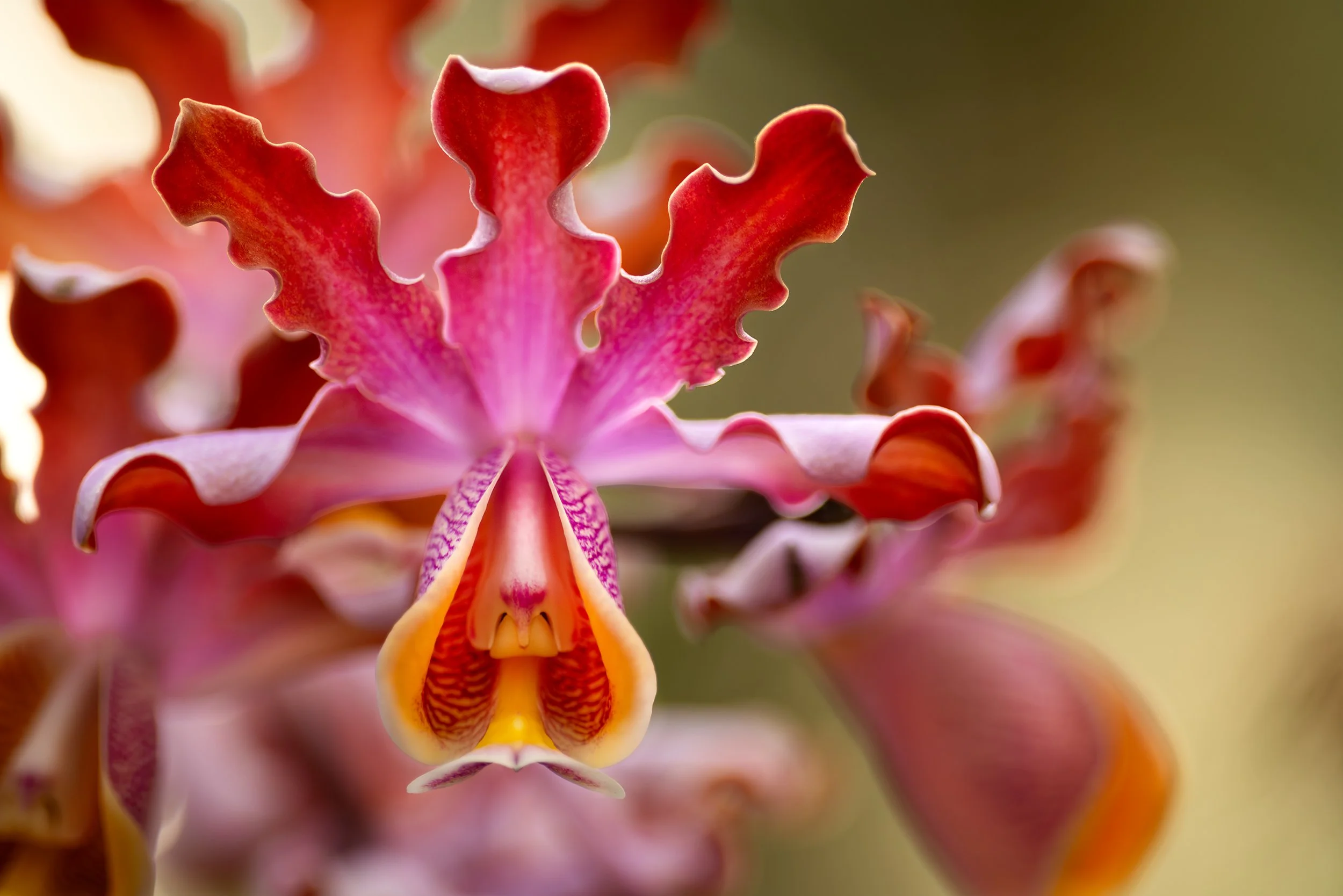 orchid 1-Edit.jpg