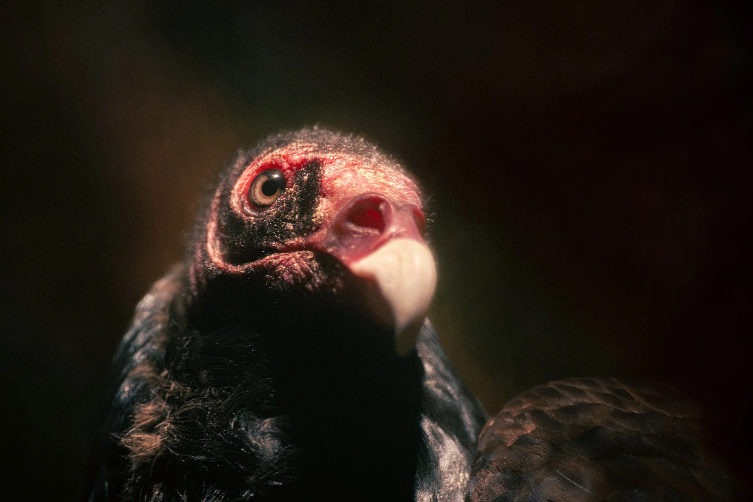 Dark Fantasy Vulture copy.jpg