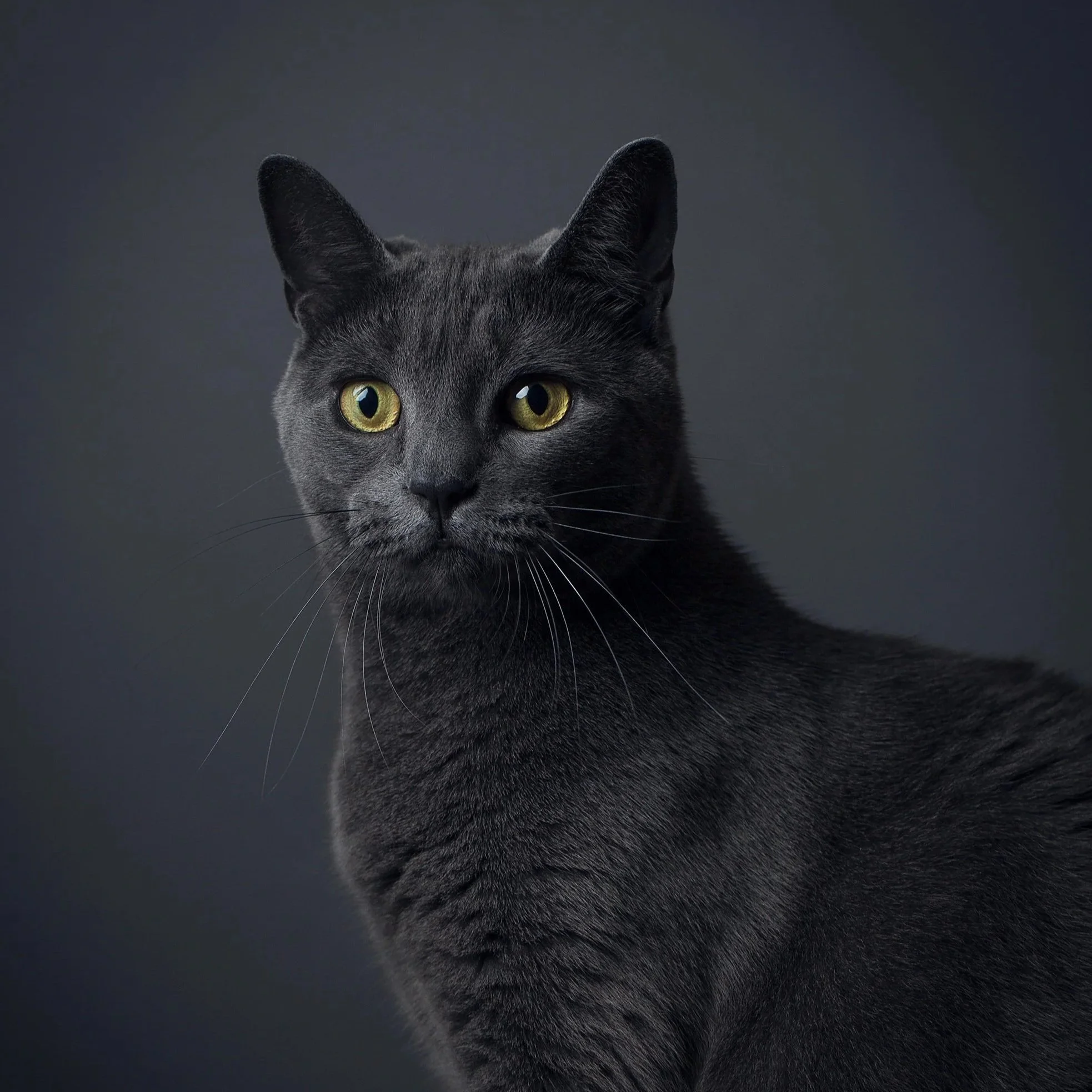 Pet Portraits