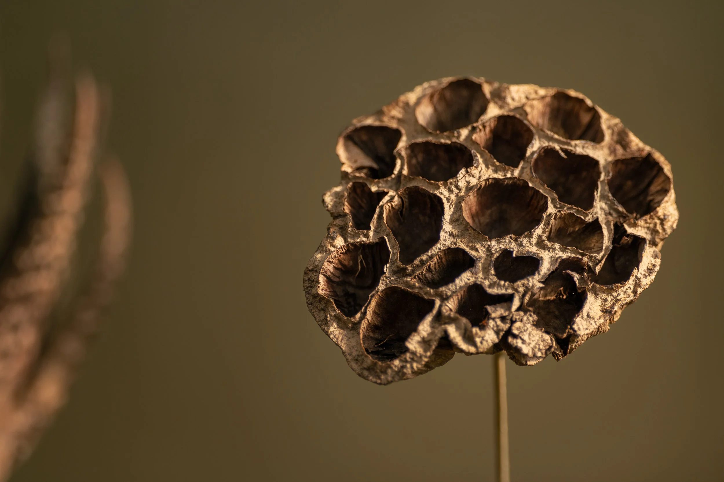Lotus pod.JPG