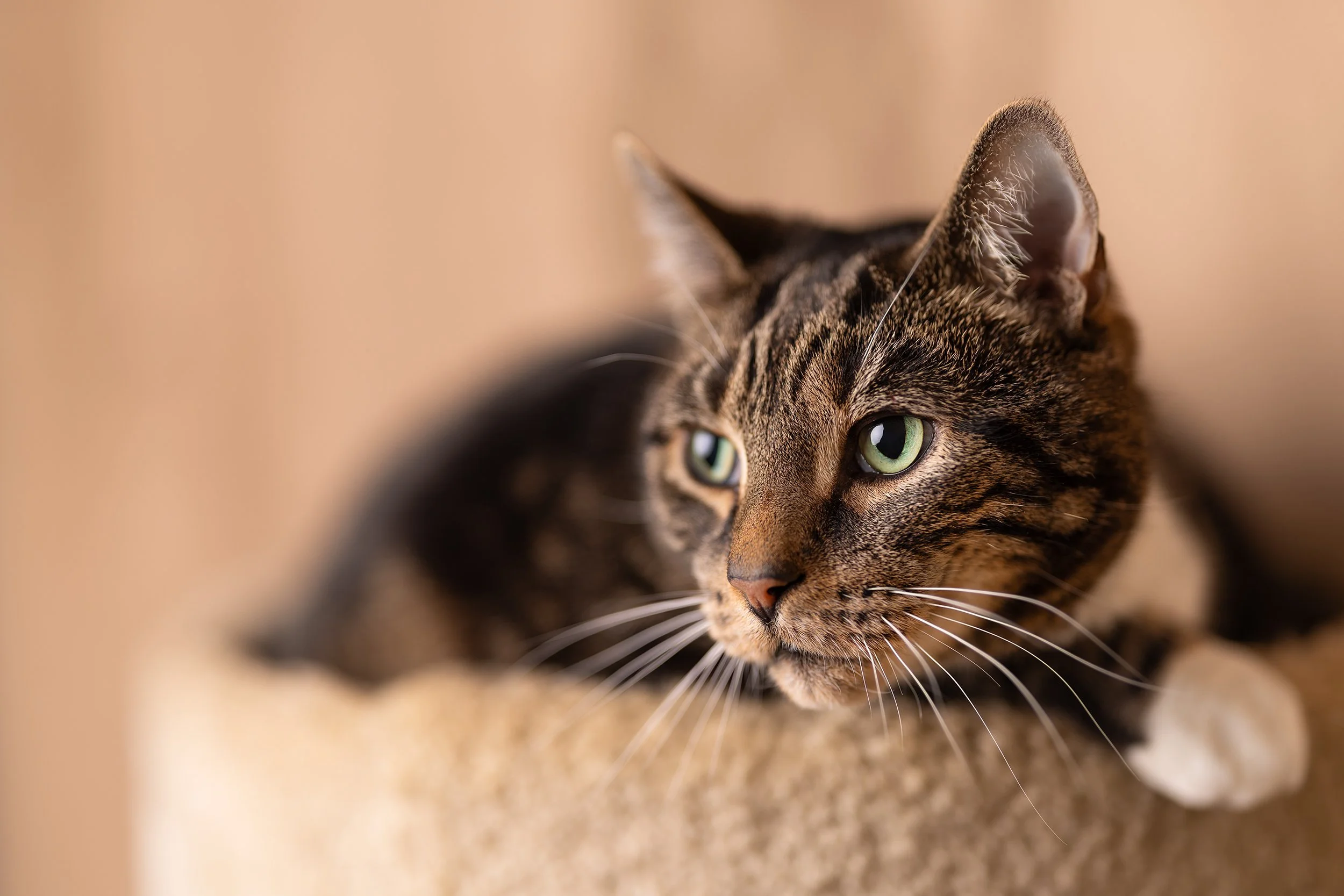 jax cat tree copy.jpg