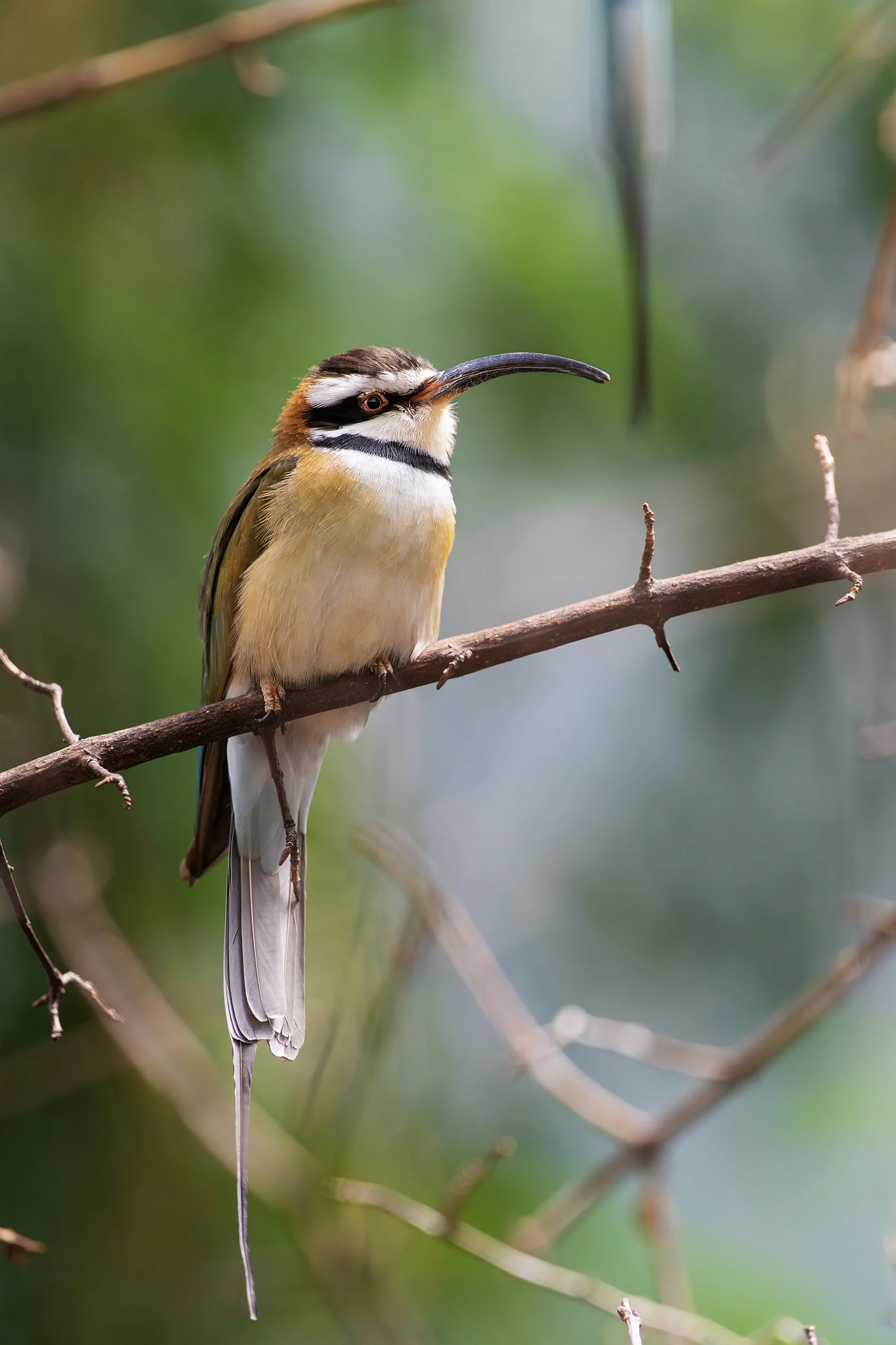 bird bee eater copy.jpg