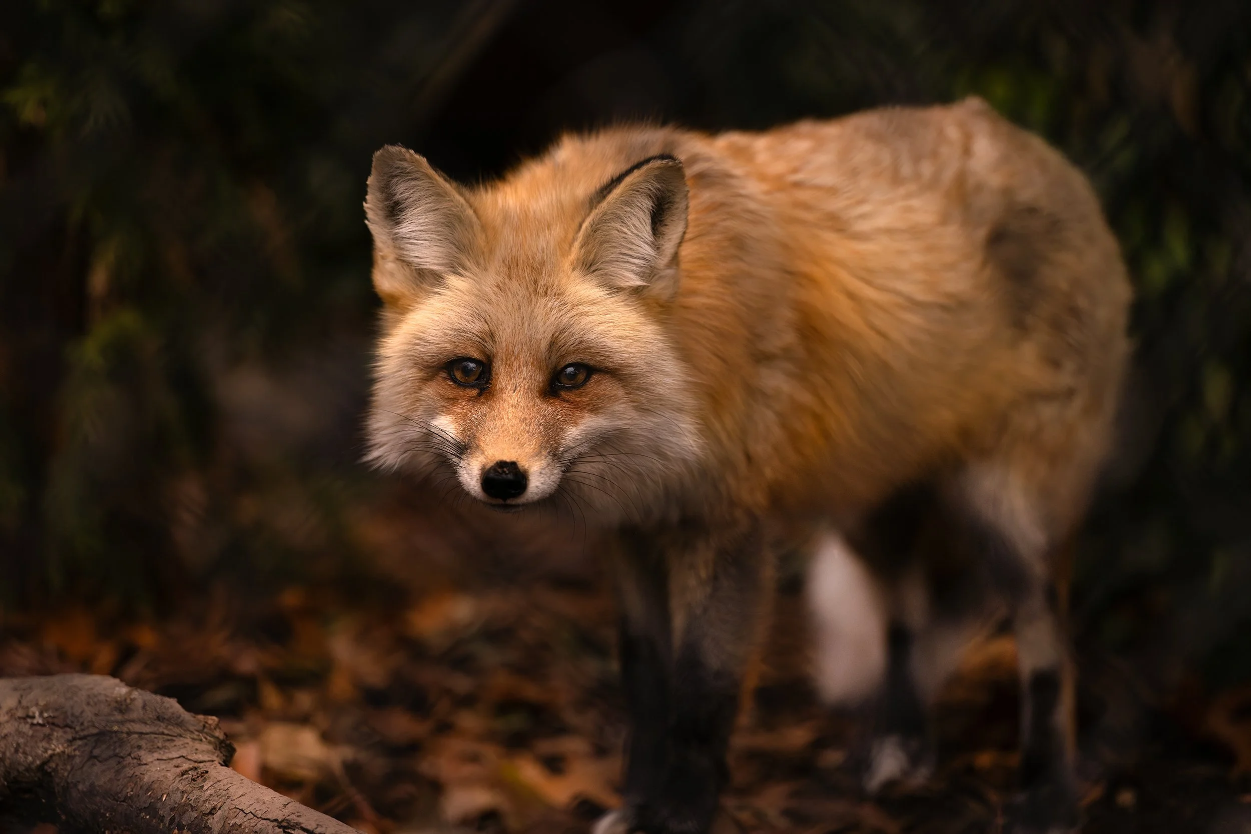 fox 2 light copy.jpg