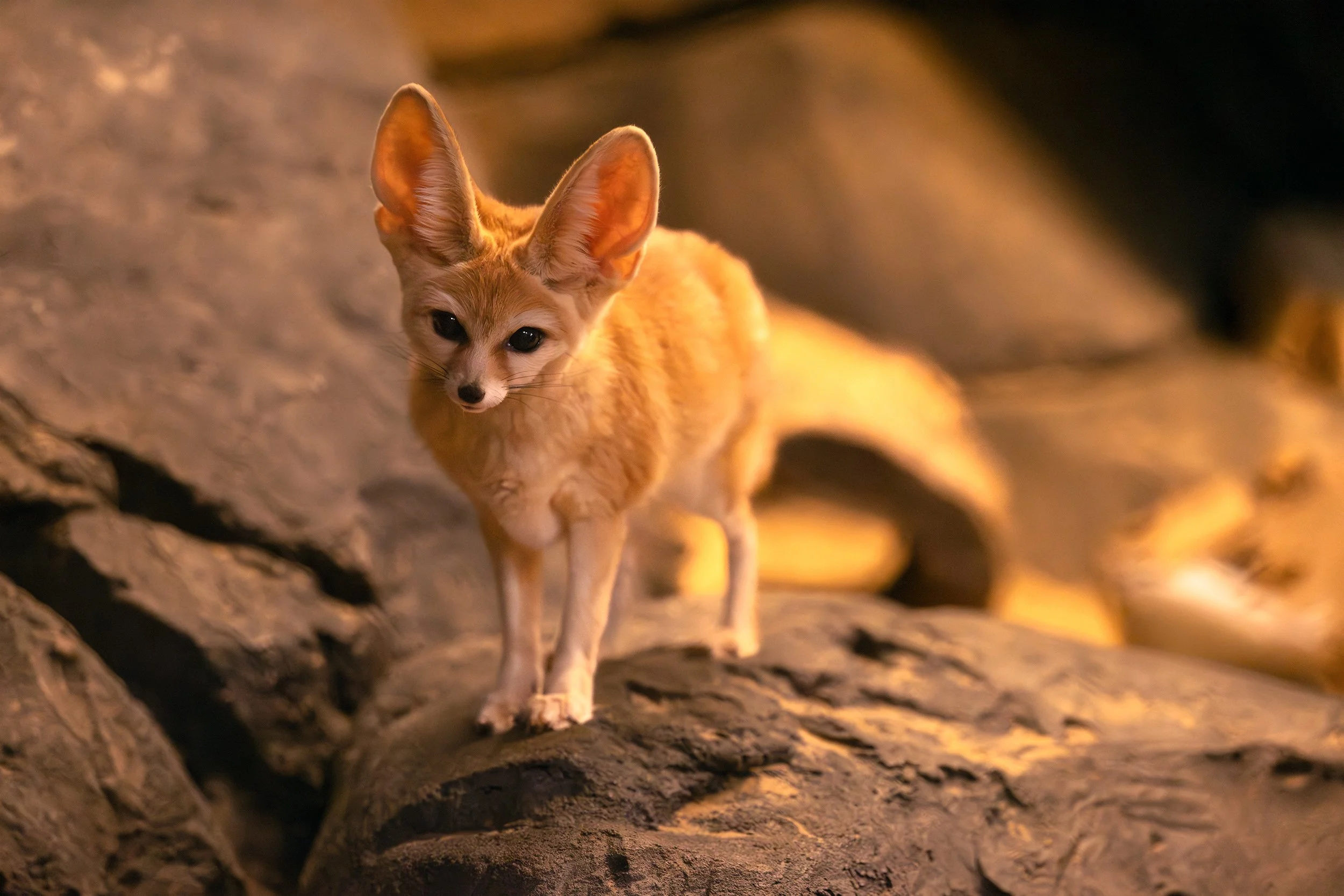 fennec fox 2 copy.jpg