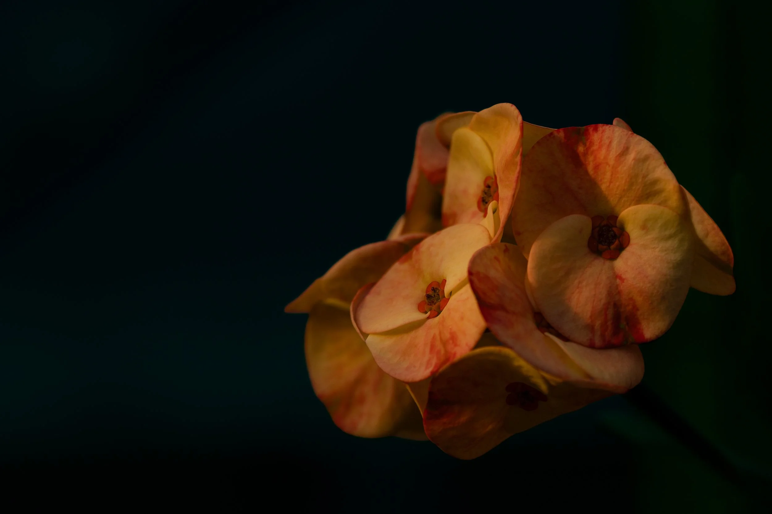 peach flower.JPG