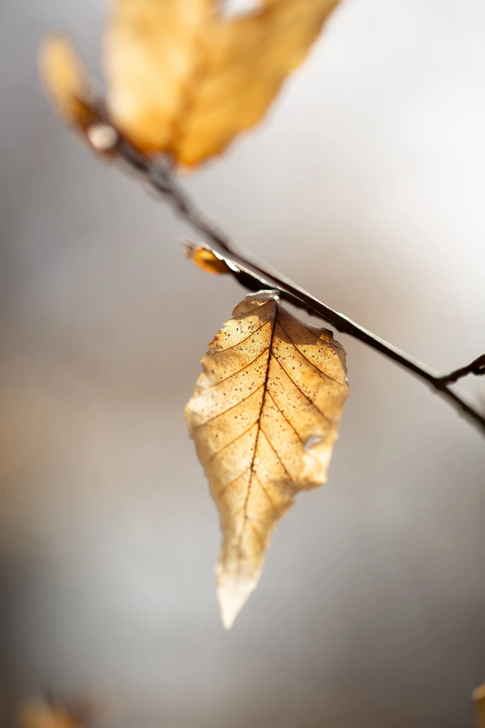leaf portrait 2 copy.jpg