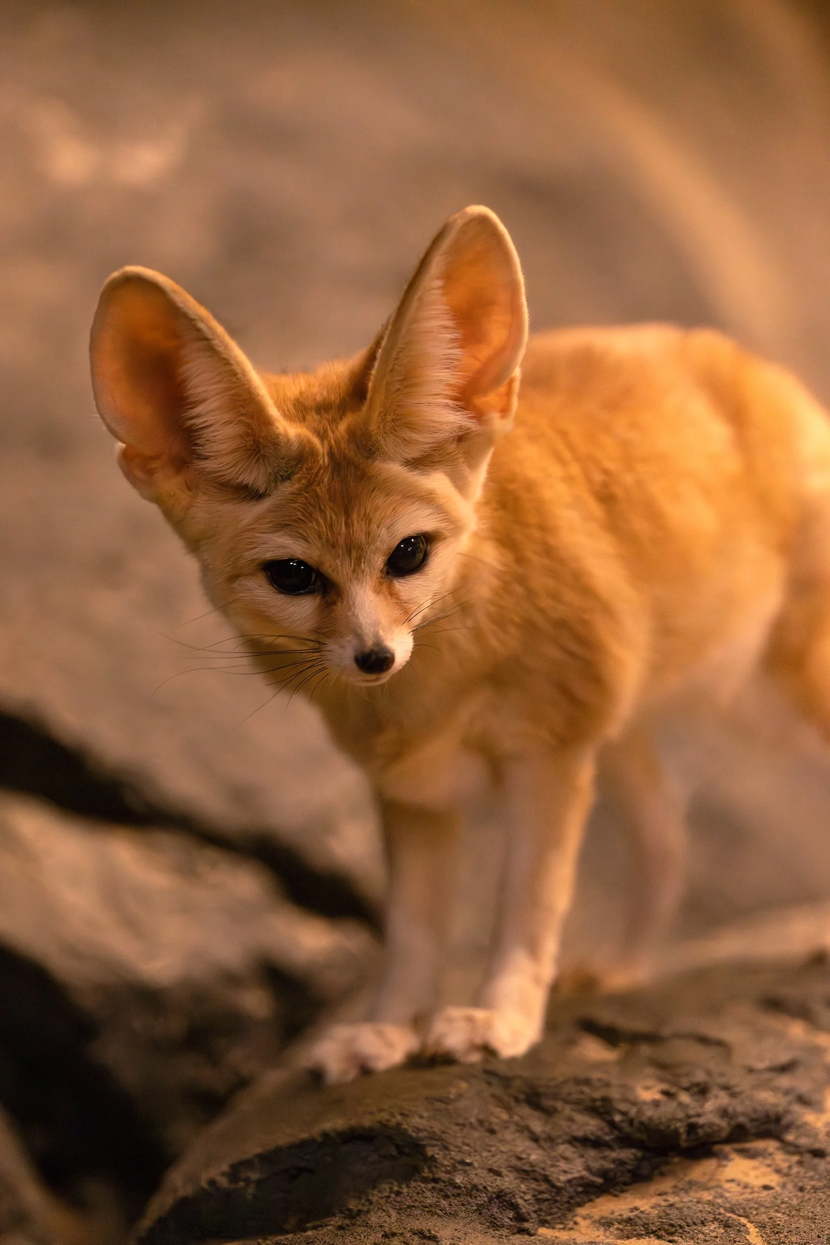 fennec fox copy.jpg